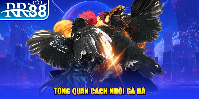 85win VA Điện Tử