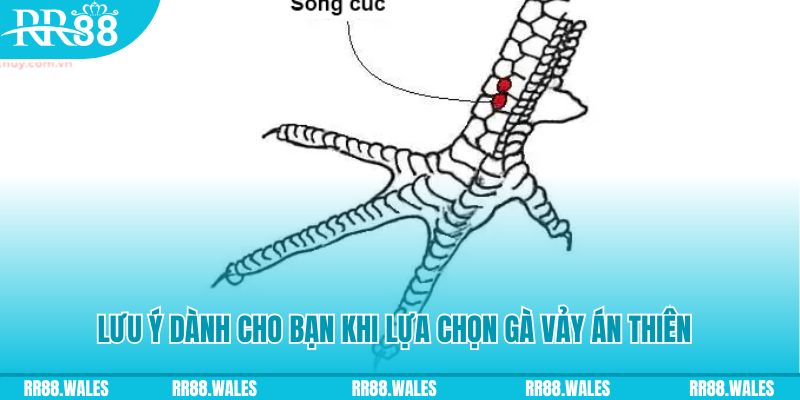 85win xổ số đồng nai