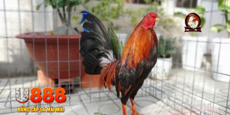 85win casino máy tính